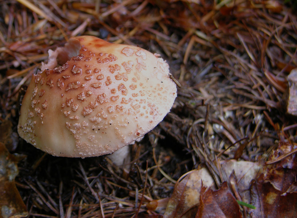 Pioggia per 2 giorni...i funghi arriveranno